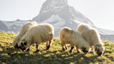 La oveja de nariz negra, el símbolo que enamora a los turistas en los Alpes