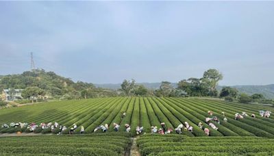 東方美人採茶團高齡化 10年後恐無人可採 - 生活