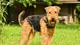 Airedale Terrier: What to know about this majestic "King of Terriers"