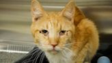 64 Cats Found in Colorado Home