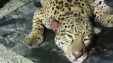 Denuncian la muerte de un jaguar en un campamento en el Chocolatal, camino al trópico