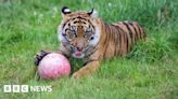 Endangered Sumatran tiger Lestari celebrates first birthday