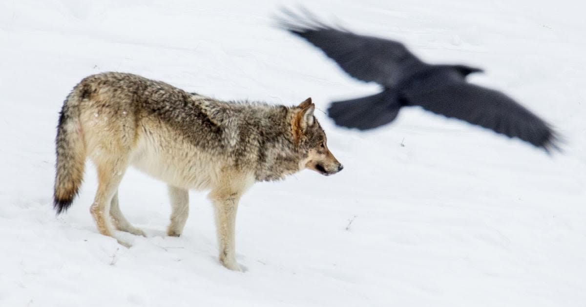 Draft bill allows running over wolves with snowmobiles, but requires 'immediate' kill