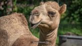 Brevard Zoo’s Sammy the camel dies unexpectedly