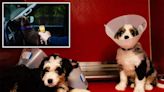 Bernedoodle puppy killed, 3 rescued from hot car while owner dines at Disney Springs: ‘Heartbreaking and infuriating’