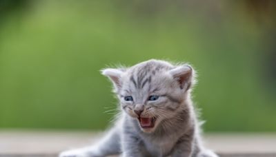 Mama Cat and Newborns Kittens are the Most Adorable 'Walmart Find'