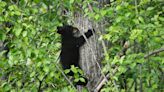 Video shows people in N.C. pulling bear cubs out of tree to take selfies