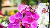 Cuál es el truco con café que puedes usar para que florezcan tus orquídeas