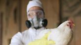CDC investing $10M into bird flu response among farmworkers