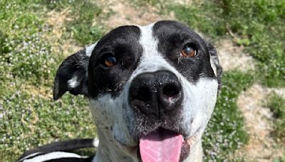 Pet of the week: Pit bull terrier whose tail 'never stops wagging' is looking for a new home