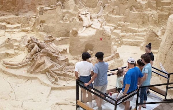 A sinkhole in South Dakota is packed with mammoth fossils that experts have been digging up for half a century. Take a look.