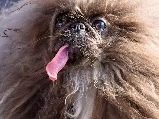 THIS is the "ugliest dog in the world." But you will love it for its 'from illness to fame' story