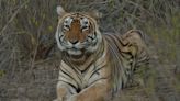 India’s oldest tigress dies aged 19, leaving behind remarkable conservation legacy