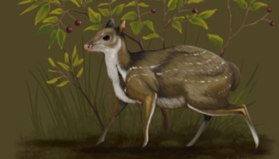New genus of tiny, hornless deer that roamed South Dakota 32 million years ago discovered