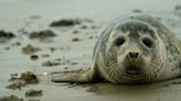Sudáfrica se enfrenta a un brote poco común de rabia en una población de focas