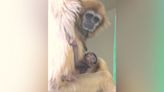 Philadelphia Zoo welcomes critically endangered white-handed gibbon baby