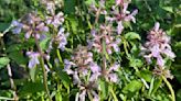 Mystery Plant: Florida Betony, Rattlesnake weed, Stachys floridana