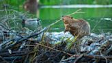 Beavers can help with climate change. So how do we get along? : Short Wave