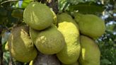 Esta fruta tropical podría ayudar a controlar el azúcar en sangre