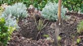 What are Bare Root Plants? The Easy (and Cost Effective) Way to Plant That Can Fill Up a Backyard in Winter