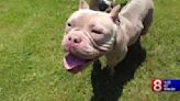 Missing pit bull found, another dies after alleged abuse by Waterbury woman