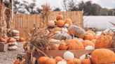 8 amazing SC pumpkin patches to fulfill your fall fun quota in October. Here’s where to find them