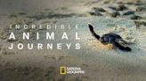 Incredible Animal Journeys (2023) Season 1 Streaming: Watch & Stream Online via Disney Plus