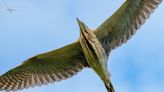 Photographer captures stunning images of bittern as it flies over him on Broads trip