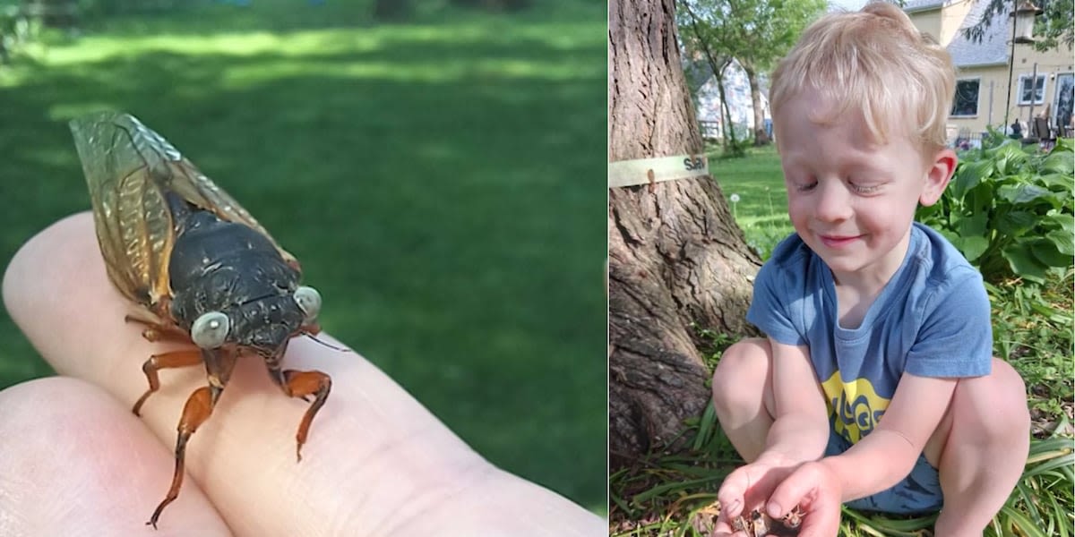 4-year-old boy discovers ‘one in a million’ blue-eyed cicada