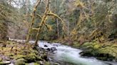Salmon River trails showcase titanic old-growth ideal for winter hiking