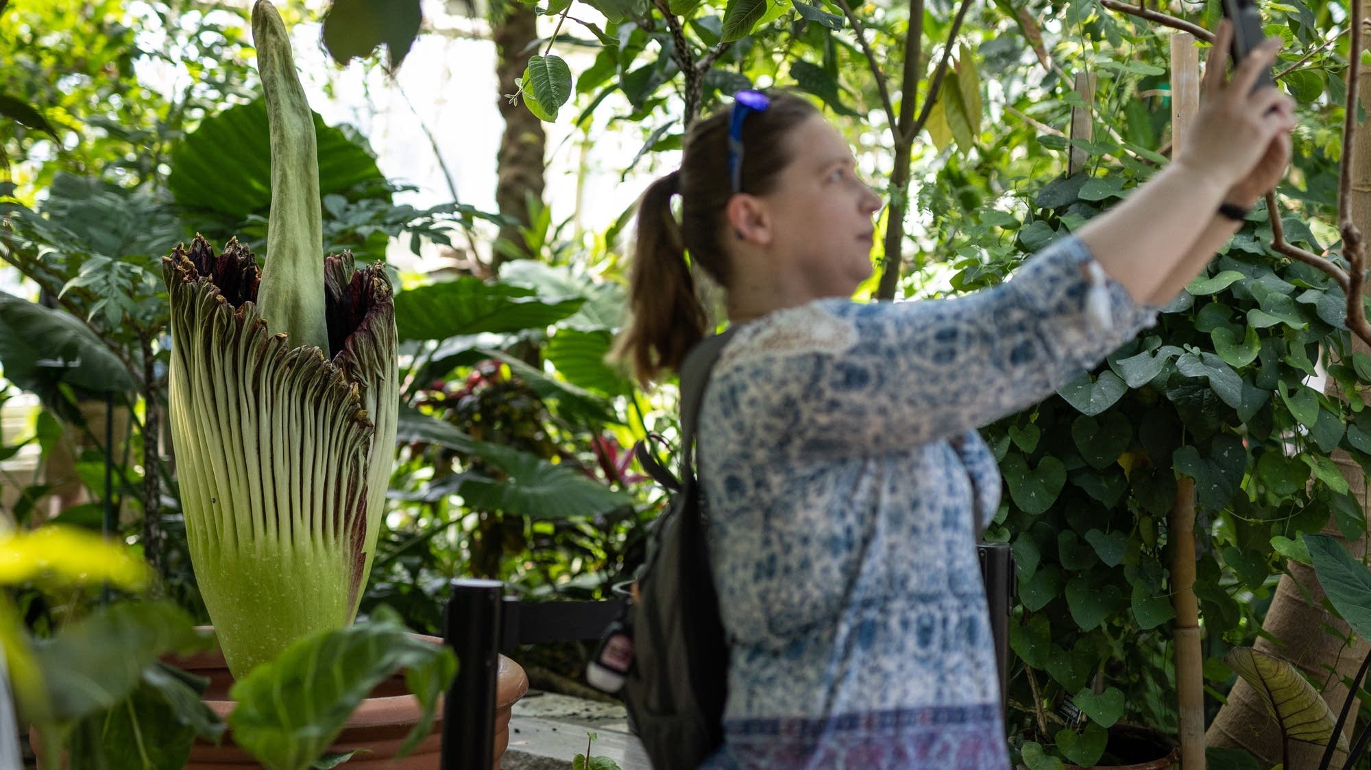 Como Park corpse flower closes, ending bloom early