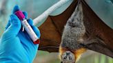 Alerta en India por el virus Nipah: los científicos advirtieron de su potencial pandémico