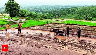 Ghat Area Farmers Speed Up Paddy Cultivation with Unique Plantation Method | Kolhapur News - Times of India