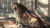 四川動物園16歲網紅花豹瘦身兩個月失敗 專家因一個原因建議放棄(有片) | am730