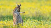 Kangaroo playing air guitar wins Comedy Wildlife Photography Awards: See funniest photos