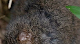 愛到深處自相殘：澳洲「鼩鼱」具有食同類的行為