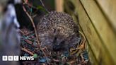 Jersey hedgehog charity issues 'check before you chop' plea