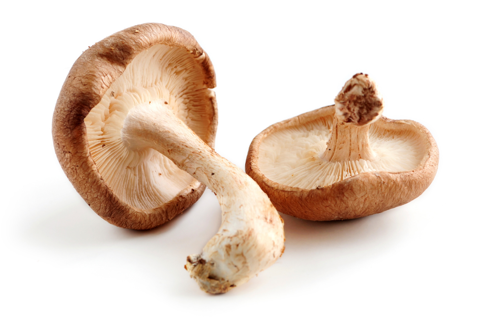 Shiitake mushrooms contain a powerful compound that may help prevent ...