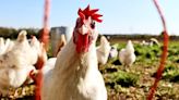 Do backyard or commercial chicken farms have more salmonella?