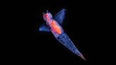 10 Deep Sea Creatures That Are (Almost) Too Bizarre to Be Real