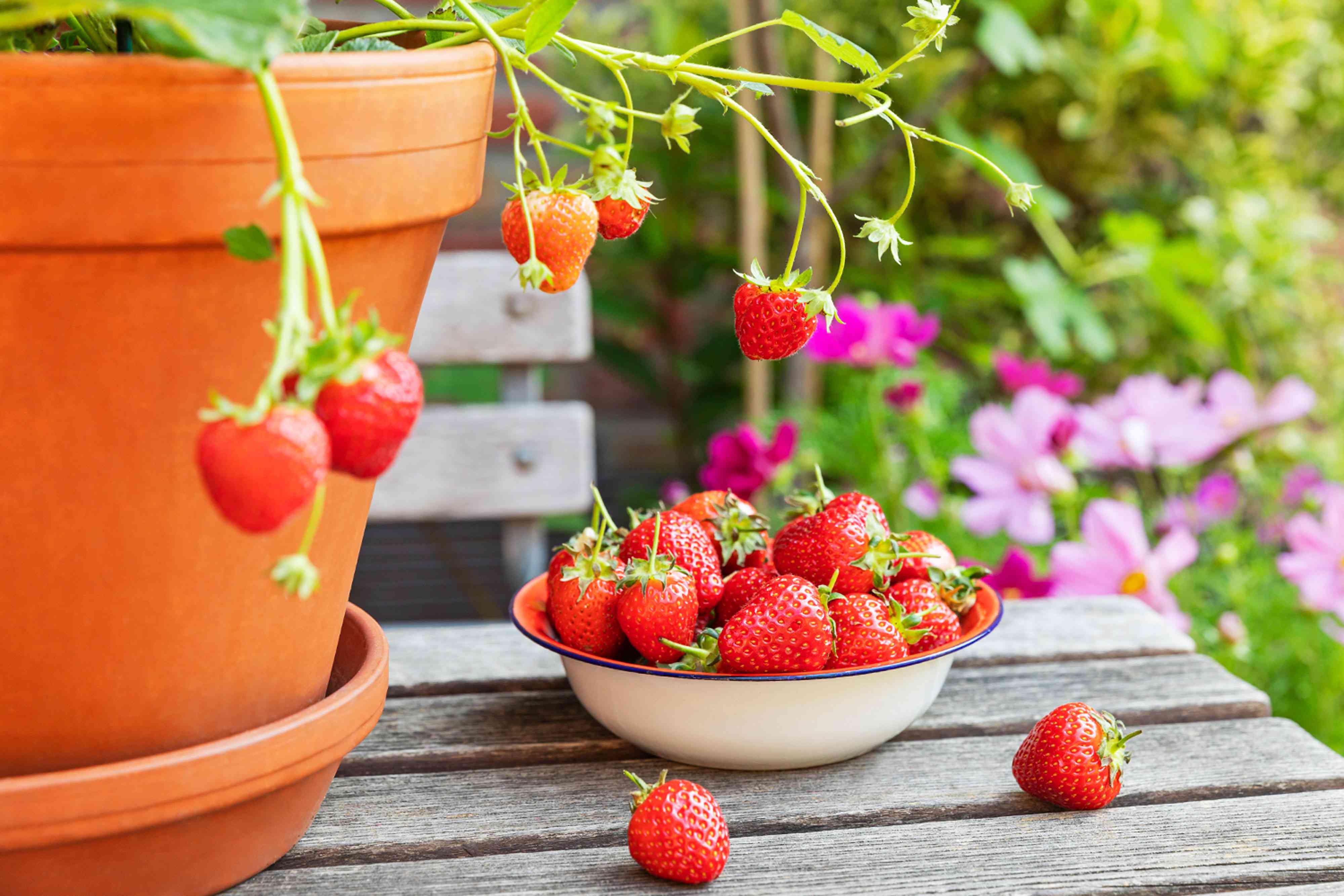 How to Pick Strawberries the Right Way—Plus, When to Do It