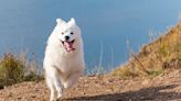 Precious Samoyed Has Glamorous Photo Shoot on Trip to Amalfi Coast