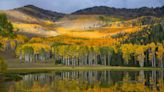 This Utah Campsite Is in a 50,000-tree Grove — Making It One of the Largest and Oldest Organisms on Earth