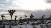 Joshua Tree National Park saw 3M visitors, 8th most visited in 2022