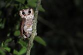 Oriental bay owl