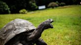 Jonathan, a tortoise and world's oldest living land animal, celebrates 190th birthday