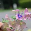 紫洋傘花