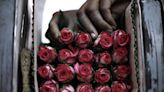 Floods in East Africa Damp Mother’s Day Cut-Flower Shipments