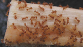 State Ag Department responds to little fire ant Senate investigation