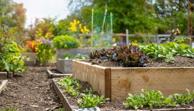 15 pro tips for starting vegetables in the May garden